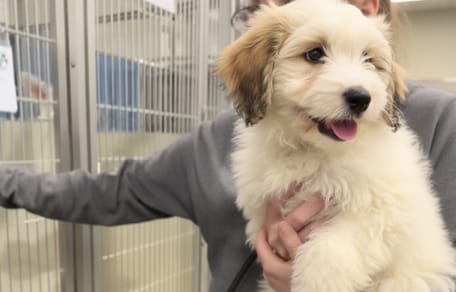 Un cachorro adoptado