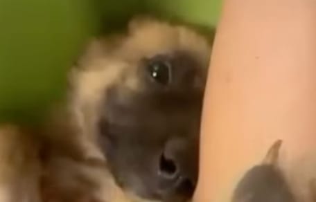 Un chiot abandonné