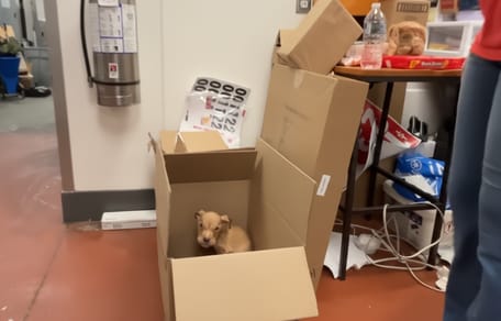 Un chiot abandonné dans un KFC dans un carton