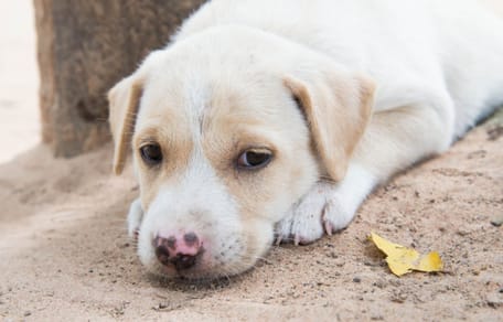 « Il remuait toujours la queue » la police trouve un chiot maltraité