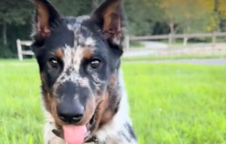 A harlequin puppy