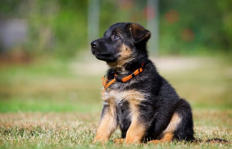 Un chiot Berger Allemand