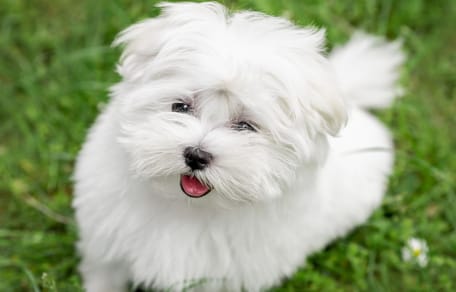 Een Maltezer puppy