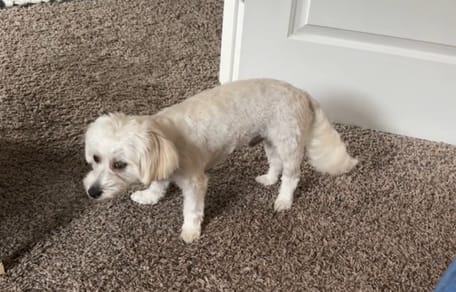 Een gedrogeerde witte puppy