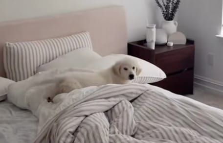 Un chiot dans un lit
