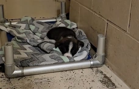 Adoptujący nie przyszli po szczeniaka. Nikt nie spodziewał się, że los połączy go z rodziną!