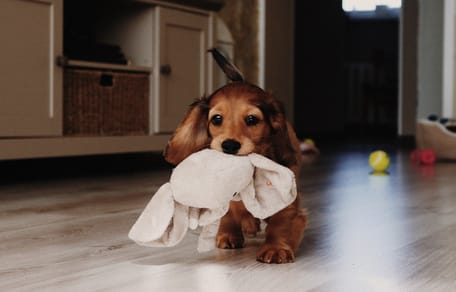 Un chiot dans une maison