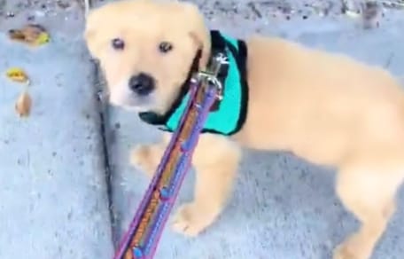 A puppy out for a walk