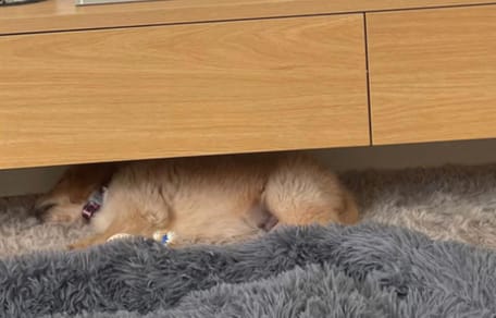 A Golden Retriever puppy