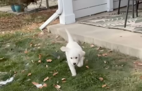 Un chiot golden retriever qui court
