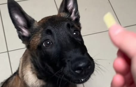 Un chiot malinois abandonné