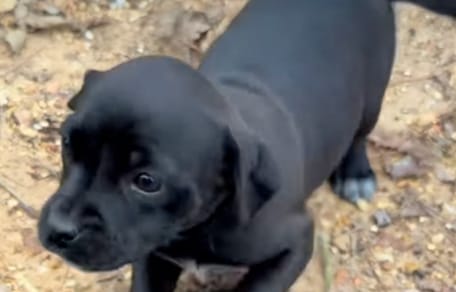 A black puppy outdoors