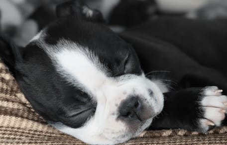 Sommeil du chiot : comment l'aider à faire ses nuits ?