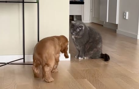 Un cachorro conoce al gato de la casa