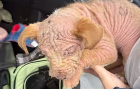 Een haarloze puppy