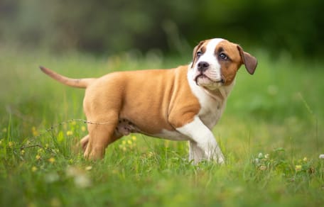 Een Staffordshire Bull Terriër puppy