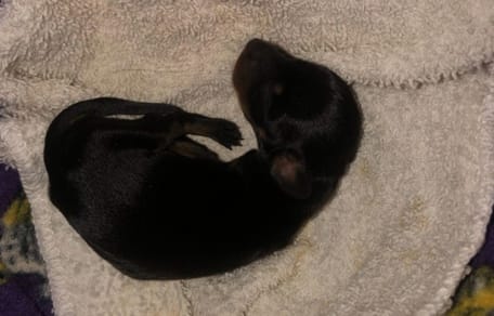 Un chiot Teckel