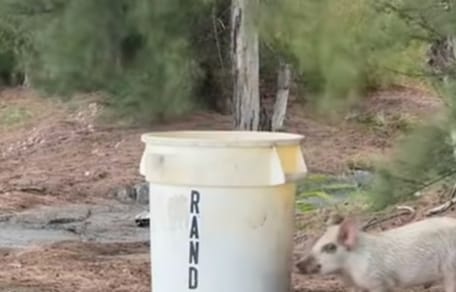 A pig standing next to a bucket