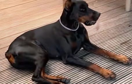 Un Doberman