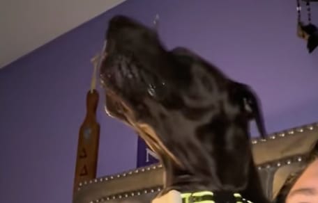 Un dogue allemand