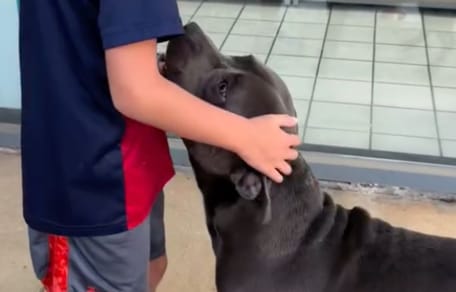 A child and a dog