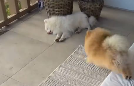Un frère et une soeur de race Loulou de poméranie