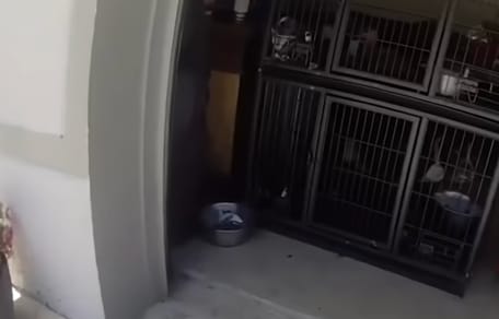Eine enge Garage, in der Hunde eingesperrt sind
