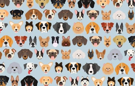 gato escondido entre perros