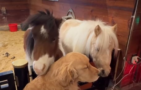 Ein Golden Retriever und zwei Ponys