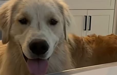 Ein Golden Retriever geht ins Wasser