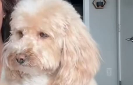 Un Goldendoodle