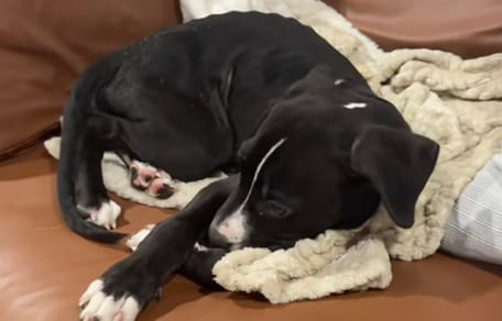 Un grand chiot allongé