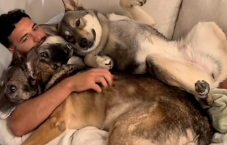 Un homme dans son lit avec ses chiens