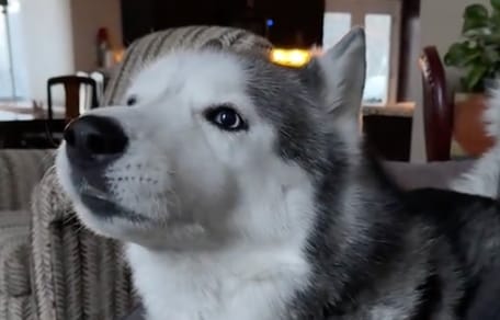 Un Husky