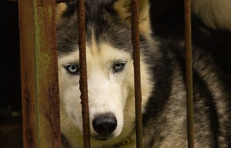 Un Husky au refuge