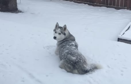 A Husky in the snow in his garden
