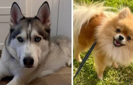 Un Husky e uno Spitz