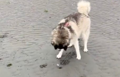 Husky buddelt Loch in den Sand