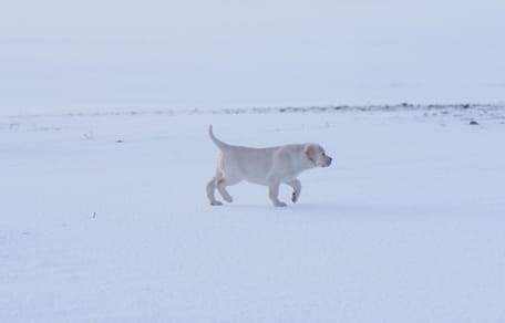 Een Labrador in de sneeuw