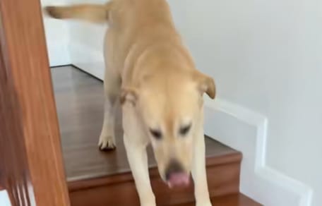 Un Labrador dans les escaliers