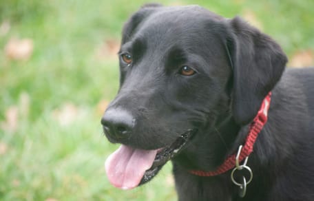 Een zwarte Labrador