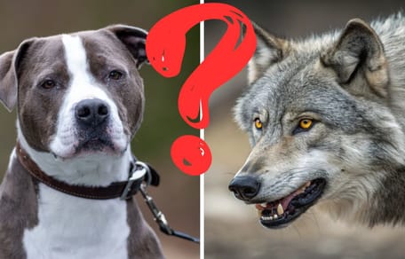 A wolf and a Pitbull