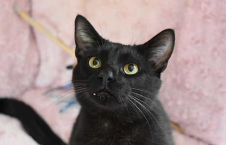Un magnifique chat noir