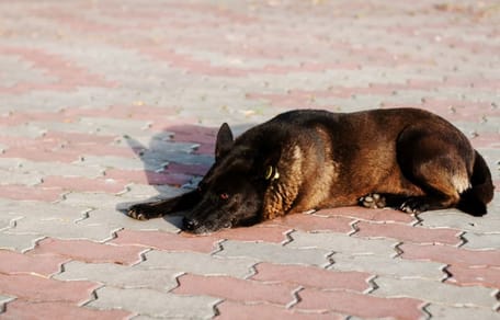Un Malinois couché