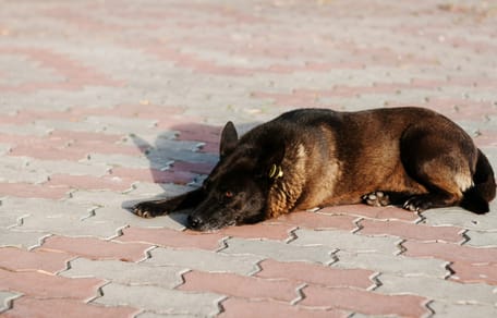 A Belgian Shepherd Malinois in the street