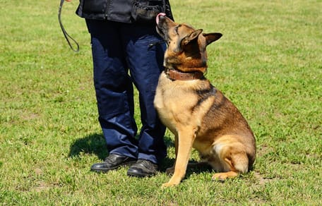 Un Malinois e un poliziotto