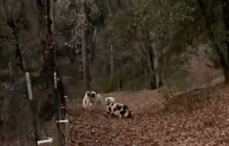 Un mouton et des chiens