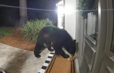 Un ours devant une maison