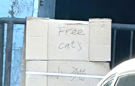 A "free cats" sign