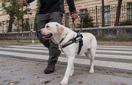 Un pétard est lancé sur le chien d'assistance Bumper à Purmerend (Pays-Bas)
